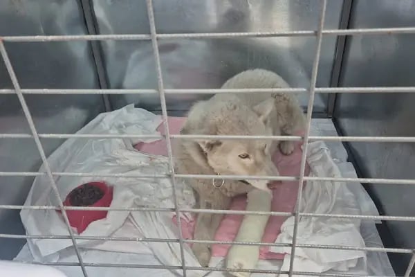 Gölcük Veteriner Kliniği - Resim 6