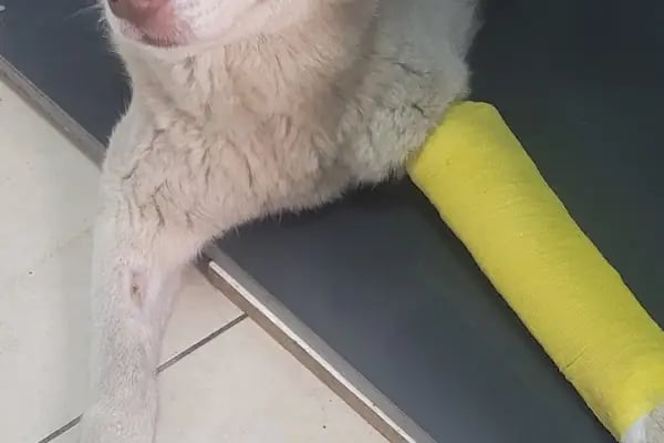 Gölcük Veteriner Kliniği - Resim 8