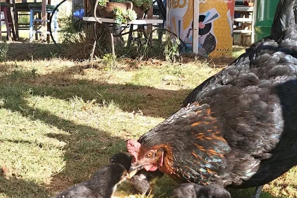 Bodrum wanderheaven Camping.Çadır,bungalov,karavan ve tinyhouse oteli - Resim 9