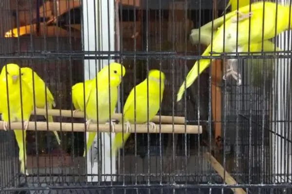 BERK ALP PETSHOP AKVARYUM - Resim 6
