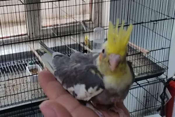 BERK ALP PETSHOP AKVARYUM - Resim 3
