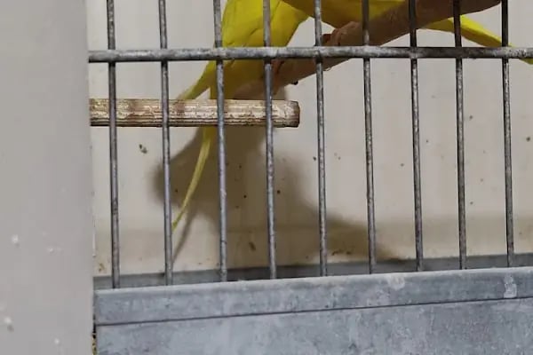 BERK ALP PETSHOP AKVARYUM - Resim 9