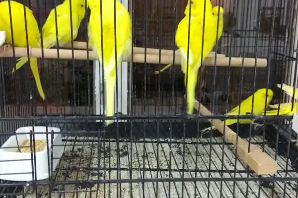 BERK ALP PETSHOP AKVARYUM - Resim 15