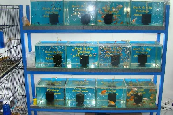 BERK ALP PETSHOP AKVARYUM - Resim 16
