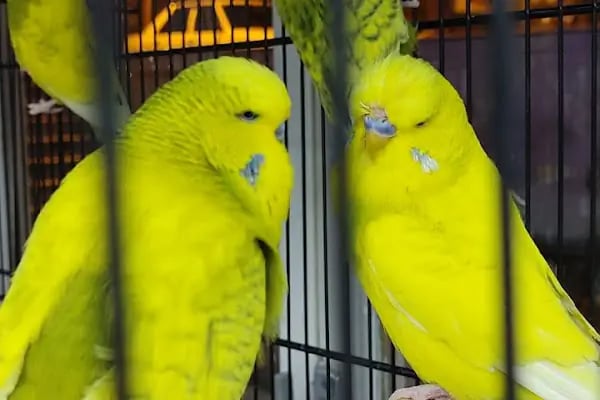 BERK ALP PETSHOP AKVARYUM - Resim 18