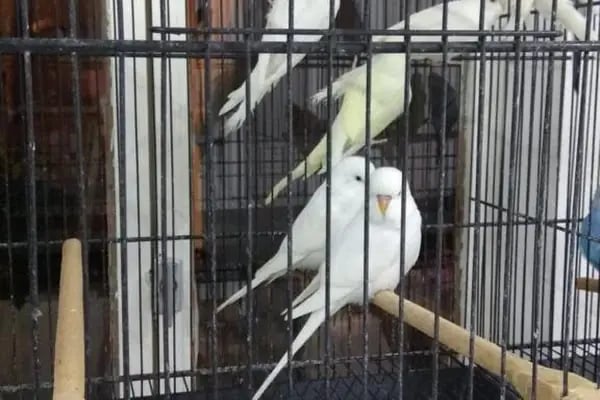 BERK ALP PETSHOP AKVARYUM - Resim 12