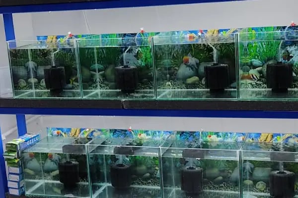 BERK ALP PETSHOP AKVARYUM - Resim 10
