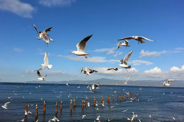 Güzelyalı Sahili - Resim 8