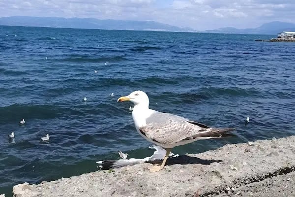 Güzelyalı Sahili - Resim 17