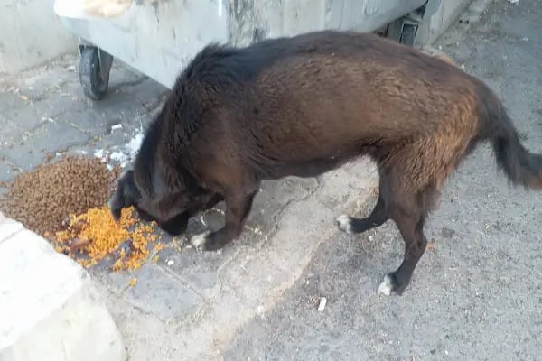 Konak Belediyesi Hayvan Sağlığı Merkezi - Resim 15