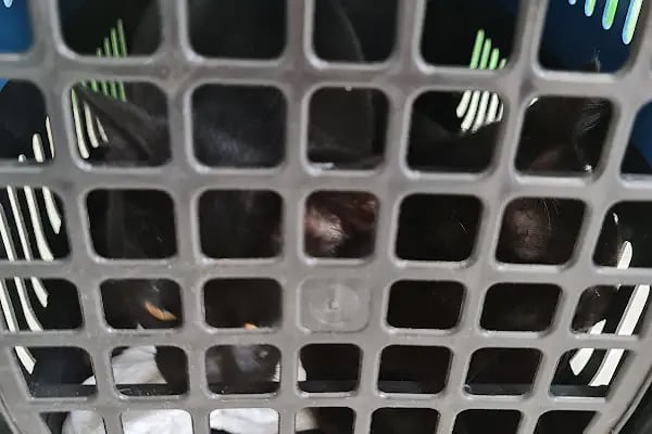 Konak Belediyesi Hayvan Sağlığı Merkezi - Resim 18