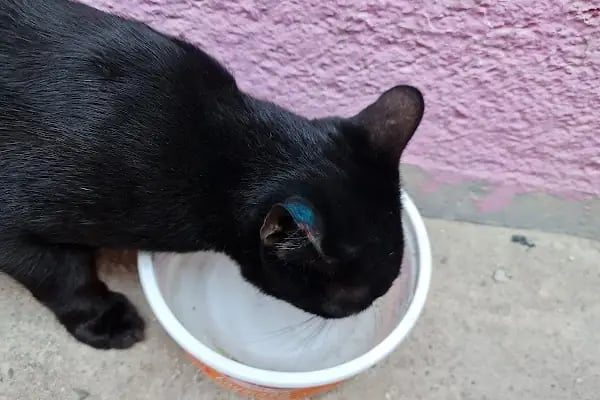 Konak Belediyesi Hayvan Sağlığı Merkezi - Resim 7