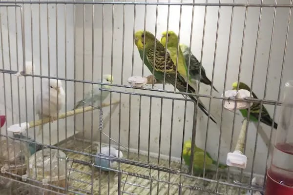 Neşeli patiler petshop - Resim 3