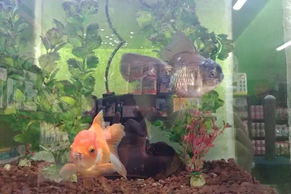 Neşeli patiler petshop - Resim 11