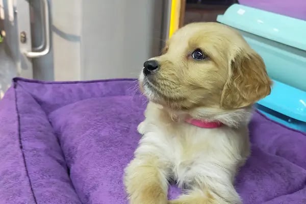 Neşeli patiler petshop - Resim 9