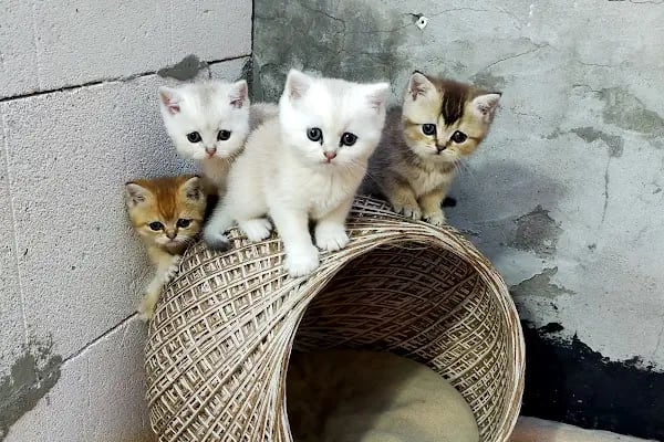 Neşeli patiler petshop - Resim 4