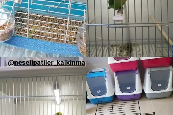 Neşeli patiler petshop - Resim 7