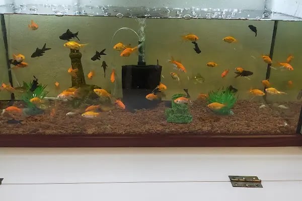 Neşeli patiler petshop - Resim 8