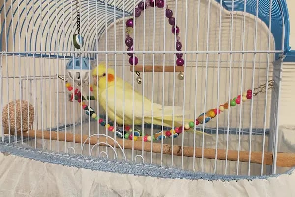 Neşeli patiler petshop - Resim 5