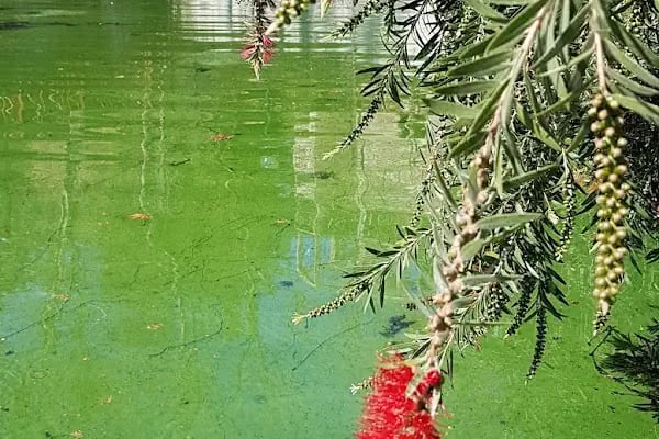 Karaisalı Merkez Park - Resim 16