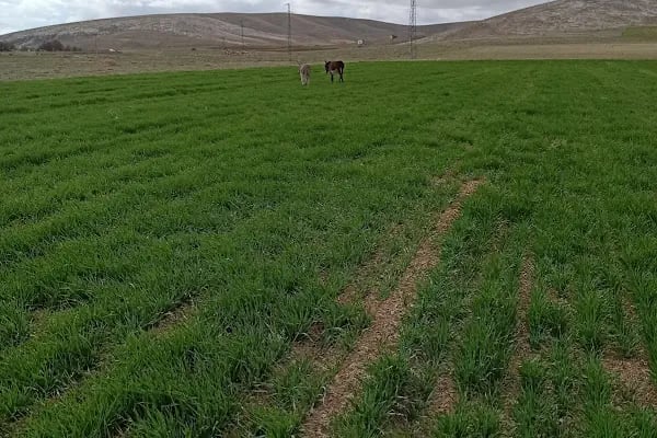 Bozdağ Milli Parkı - Resim 3