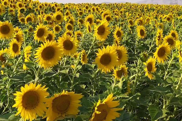 Bozdağ Milli Parkı - Resim 15