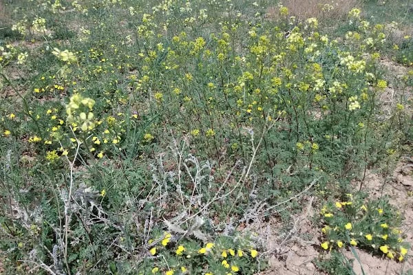 Bozdağ Milli Parkı - Resim 11