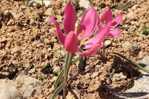 Bozdağ Milli Parkı - Resim 13