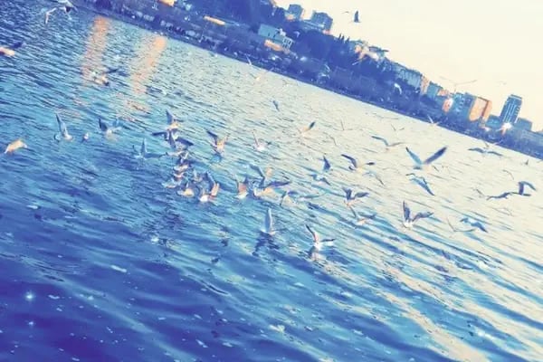 Küçükçekmece Belediyesi Anfi Tiyatro - Resim 19