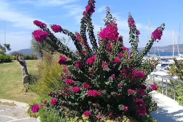 Egesu Güllük Marina - Resim 12