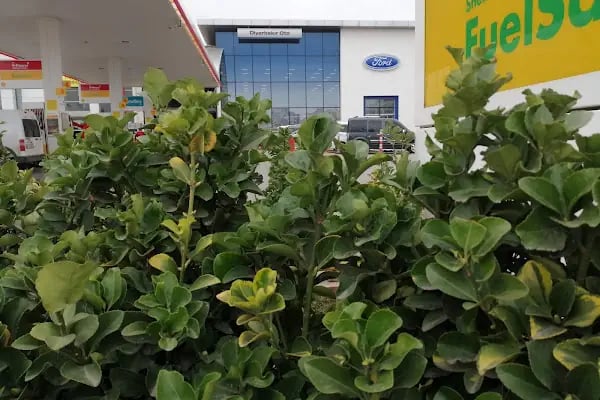 Diyarbakır Oto Ford 3S Bayii - Resim 20