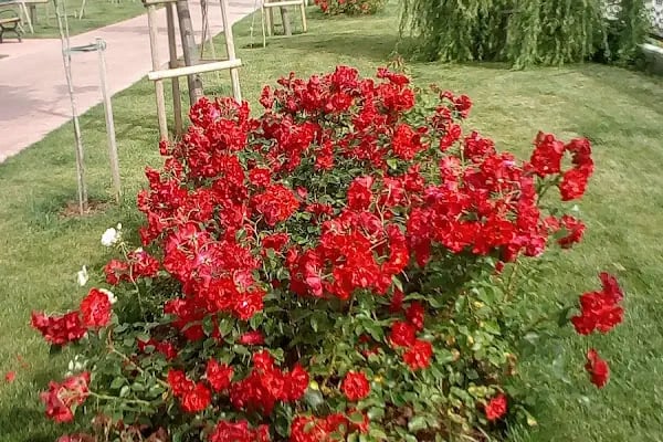 Hadımköy Bölge Parkı - Resim 6