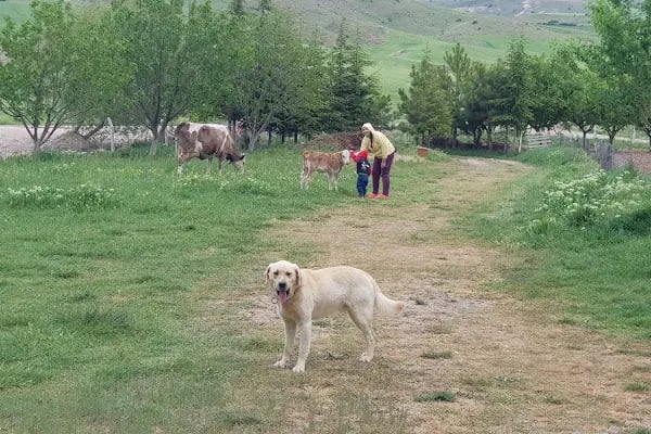 Çakırtaş Çiftliği Ayaş - Resim 8