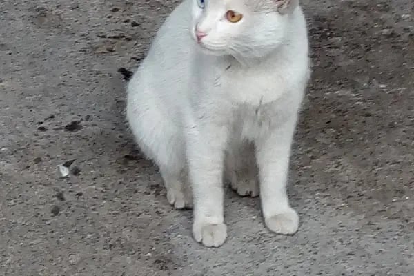 Stüdyo Saray Saray FOTOĞRAFÇILIK - Resim 11