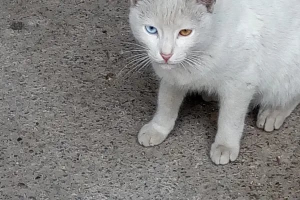 Stüdyo Saray Saray FOTOĞRAFÇILIK - Resim 6
