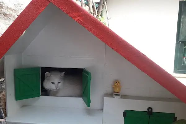 Yalı Veteriner Kliniği - Resim 14