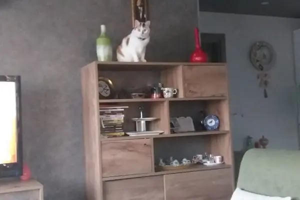 Yalı Veteriner Kliniği - Resim 19
