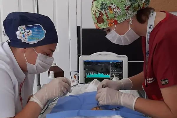 Yalı Veteriner Kliniği - Resim 6