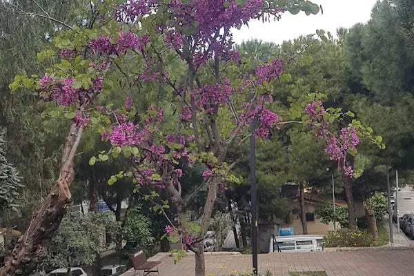 Özdemir Sabancı Parkı - Resim 8