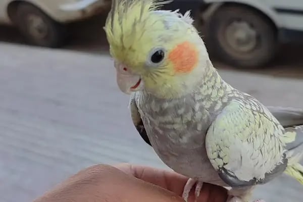 BEŞİR PETSHOP - Resim 19