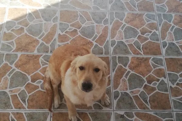 Özel Arnavutköy Lale Bahçesi Anaokulu - Resim 11