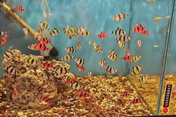 PETSTAR PETSHOP - Resim 17