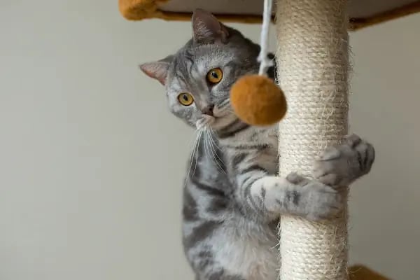 PETSTAR PETSHOP - Resim 20