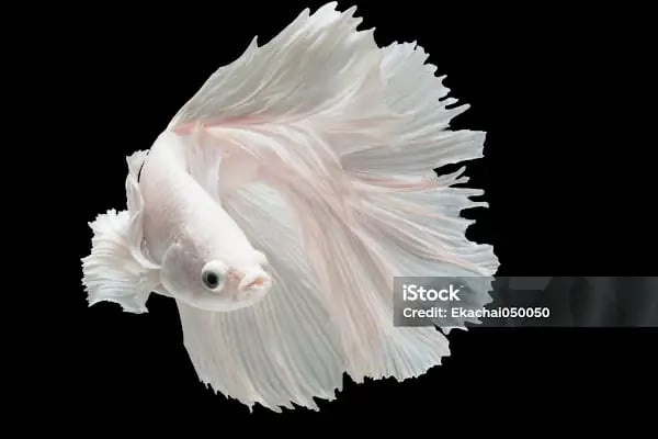 PETSTAR PETSHOP - Resim 3