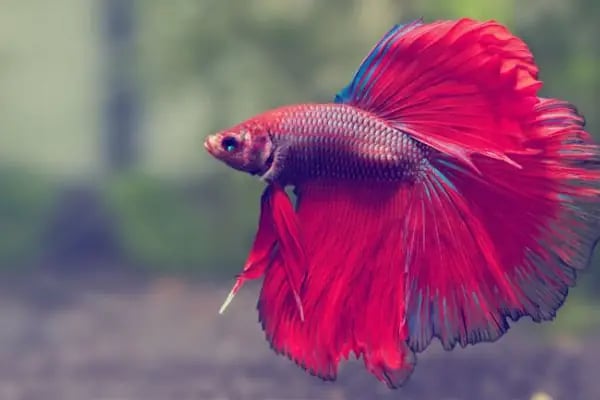 PETSTAR PETSHOP - Resim 18