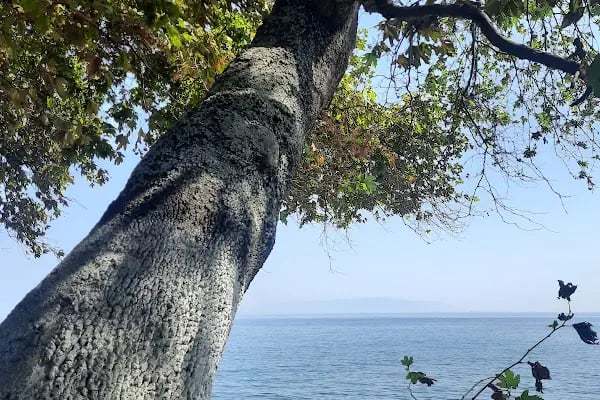 Uçmak Dere Kamp Alani - Resim 6
