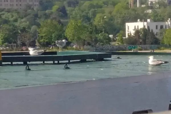 Yeni Kadıköy (Şehir Hatları) İskelesi - Resim 19
