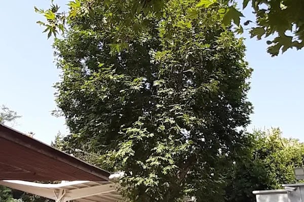 Adana Asri Mezarlığı - Resim 18