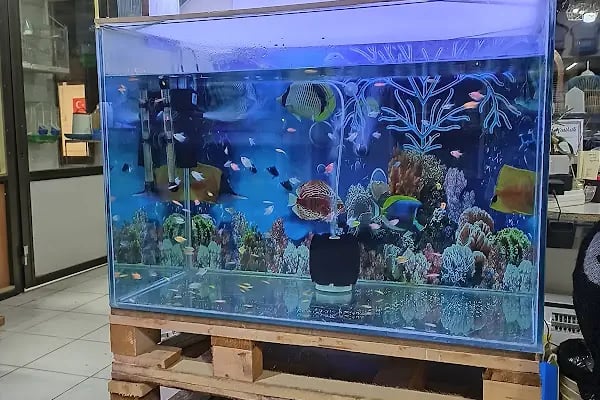 By Guşci Petshop Petmarket - Resim 3