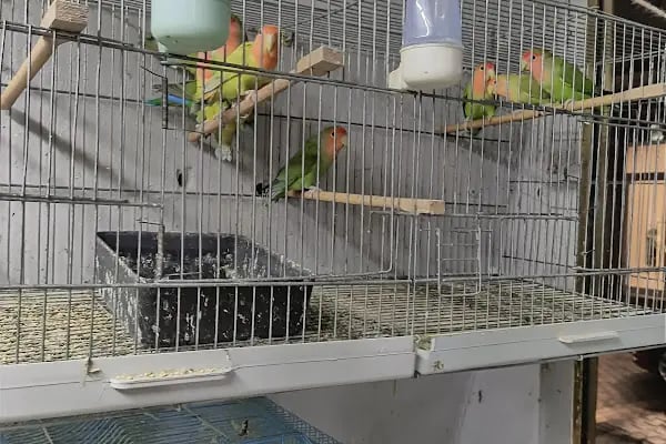 By Guşci Petshop Petmarket - Resim 4